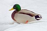 Duck In Snow_DSCF03893